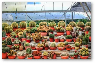 a bunch of cacti and other plants in pots at Cameron Nova Highlands Resorts III in Brinchang
