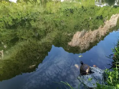 a duck sitting on a rock in the water at Magnificent Mountain & Lake Views' Suite Cycas in Kampong Batu Lapan