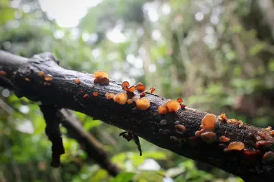 a group of ants on a tree branch at Orchard Lake House - Entire bungalow, 4 rooms, 9 beds, 13 persons in Behrang Hulu