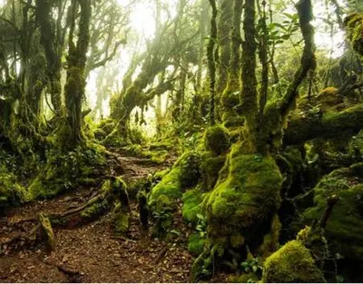 a forest with moss covered trees and a dirt trail at Cameron Palas Homestay - Sunrise View in Brinchang