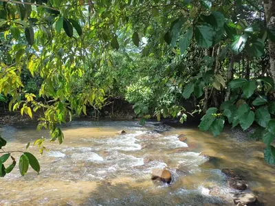 a stream in the middle of a forest at Lemuni Retreat & Training Centre - Kerling, Selangor in Kerling