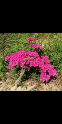 a bunch of pink flowers in the grass at Renovate on progress in Kuala Kubu Baharu