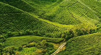 an aerial view of a green field of tea plantations at Hotel Butik KS in Brinchang