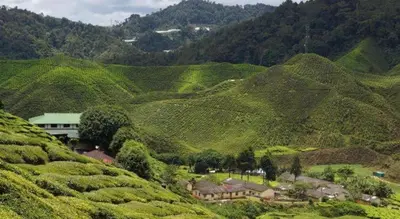 a view of a lush green hillsideasteryasteryasteryasteryasteryasteryasteryastery at OYO 90722 D'puncak Hotel Cameron Highlands in Cameron Highlands