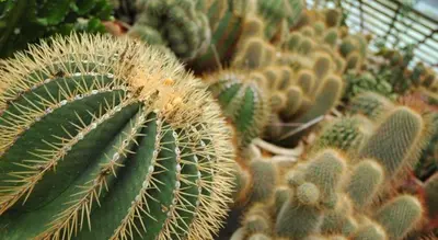 a group of cactuses sitting next to each other at The Hotel Tudor Inn in Brinchang