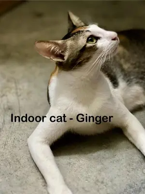 a cat laying on the floor looking up at My Guesthouse 109 - SELF CHECK IN in George Town