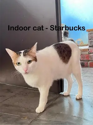 a cat standing in front of a door at My Guesthouse 109 - SELF CHECK IN in George Town