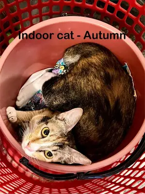 a cat is laying in a basket at My Guesthouse 109 - SELF CHECK IN in George Town