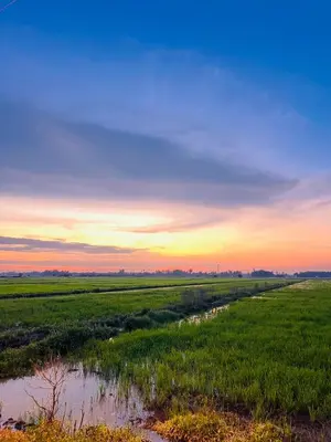 a view of a field with a sunset in the background at Rimbunan Padi Roomstay in Bagan Serai