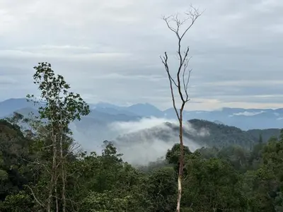 a view of a forest with clouds in the distance at Misty at Fraser's Hill in Bukit Fraser