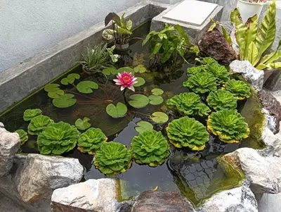 a pond with a pink flower and green leaves at HT Home in Ipoh