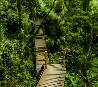 a wooden walkway in the middle of a forest at Serene Minimalist Family Retreat 2-7pax &Sunrise View in Brinchang