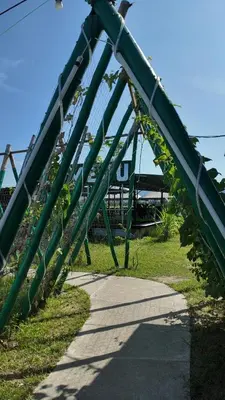 a green metal bridge with vines on it at Love UU Garden - Paddy View Stay with Bicycle Ride in Balik Pulau