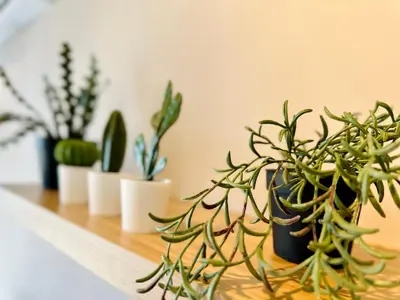a group of potted plants sitting on a shelf at a29 seaview luxury 3BR-10PAX URBAN NETFLIX in Jelutong