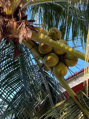 a bunch of green bananas on a palm tree at Villa Aman in Georgetown in George Town