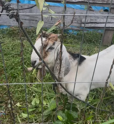 a goat laying in the grass behind a fence at Villa Aman in Georgetown in George Town