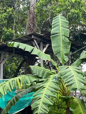 a bunch of bananas hanging from a banana tree at Villa Aman in Georgetown in George Town