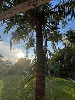 a palm tree in a field with the sun in the background at Villa Aman in Georgetown in George Town