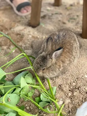 a small rabbit is sitting in the dirt at Kerlingfornia Pond View Farm House in Kerling