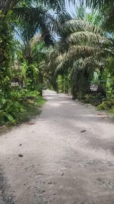 a dirt road in a forest with palm trees at Belibis Yard in Kampar