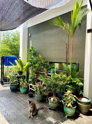 a cat sitting next to a bunch of potted plants at Ipoh Garden Canning Very Near Food Desire Homestay in Ipoh