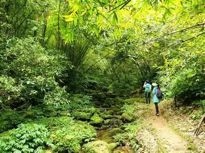 a group of people walking down a trail through a forest at Skye Apartment Hotel in Brinchang
