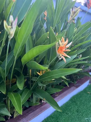 an orange plant with green leaves in a wooden box at Dahlia Kulim Pool Homestay in Kulim