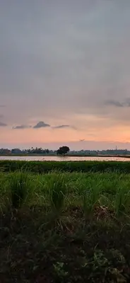 a field of grass with a tree in the distance at Inap hujung kampung in Penaga