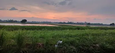 a dog sitting in the grass in a field at d'esaku homestay in Penaga