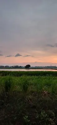 a field of grass with a sunset in the background at d'esaku homestay in Penaga
