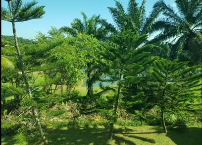 a group of palm trees in a field at Kulim LakeView Homestay for Msliims Only in Kulim