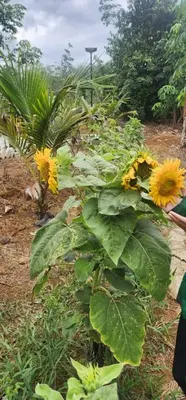 a plant with yellow sunflowers in a garden at Homestay Ummi Baling in Baling