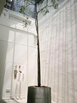a tree in a pot in front of a wall at A Cozy Place Penang in George Town
