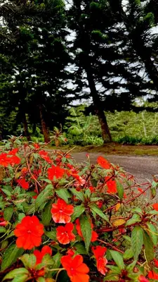 a bunch of red flowers next to a road at Riverview Bungalow in Cameron Highlands in Tanah Rata
