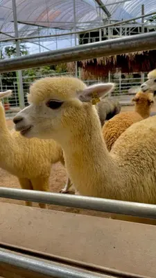a group of sheep standing in a pen at Riverview Bungalow in Cameron Highlands in Tanah Rata
