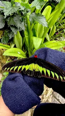 a butterfly sitting on top of a blue glove at Riverview Bungalow in Cameron Highlands in Tanah Rata