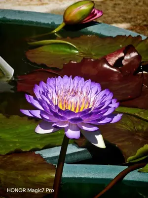 a purple flower in a pool of water at deLotus Villa in Simpang