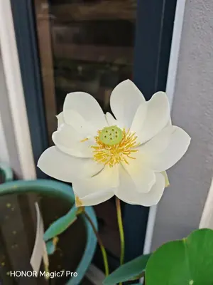 a white flower in a vase next to a window at deLotus Villa in Simpang
