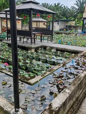 a pond filled with lots of lily pads at deLotus Villa in Simpang