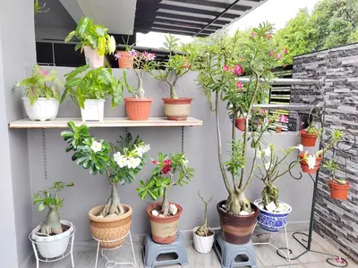 a bunch of potted plants sitting on shelves at Ipoh Garden Sunway Guesthouse in Ipoh