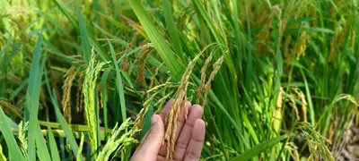 a hand holding a bunch of grass in a field at Casa Studio Roomstay Sekinchan in Sekincan