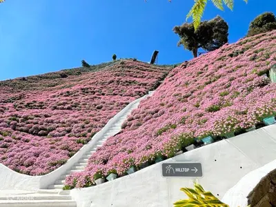 a large hill with pink flowers on it at Vika Homestay in Brinchang
