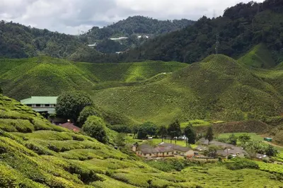 a group of green tea plantations on a hill at OYO 229 Parkland Hotel in Brinchang