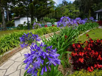 a row of purple flowers in a garden at SPOT ON 89751 Bed Station Guest House in Tanah Rata