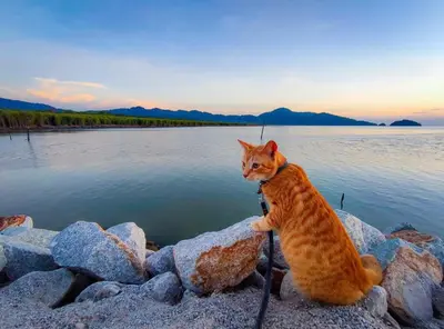 a cat sitting on rocks near a body of water at Quadruple Traditional Wooden GuestHouse in Balik Pulau