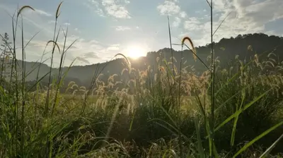 a field of tall grass with the sun in the background at Junior Suite Nature of Penang Guesthouse in Balik Pulau