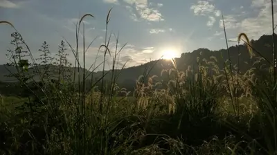 a field of tall grass with the sun in the background at Tatami Room Malay Wooden Stay in Balik Pulau