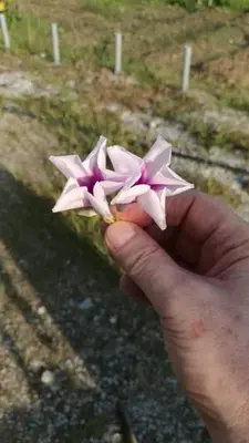 a person holding a pink flower in their hand at Tatami Room Malay Wooden Stay in Balik Pulau