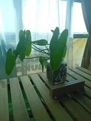 a plant in a vase sitting on a table at Bajet Homestay - Teratak Singgah in Seri Iskandar