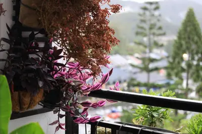 a plant on a balcony with a view of a city at #MyUrbanGetaway at CameronFair, Cameron Highlands in Tanah Rata